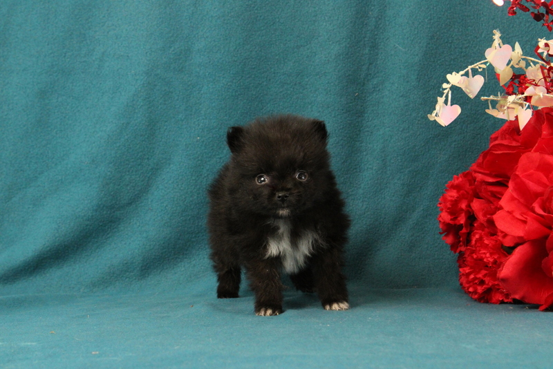 puppy, for, sale, Pomeranian, Matthew B. Stoltzfus, dog, breeder, Gap, PA, dog-breeder, puppy-for-sale, forsale, nearby, find, puppyfind, locator, puppylocator, aca